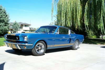 66 Shelby 2.jpg