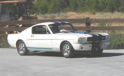 Shelby (Small).jpg