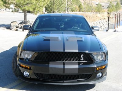 Shelby 009.jpg