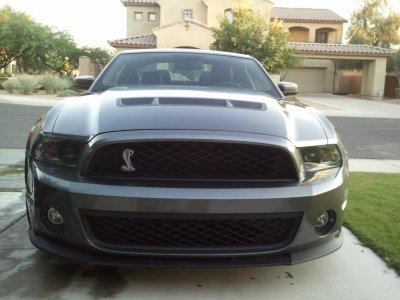 Shelby - Front View.jpg