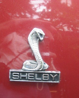 shelby.jpg