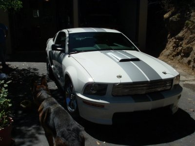 Mustang Shelby GT 004.jpg