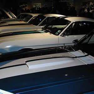 Mustangs Lined Up