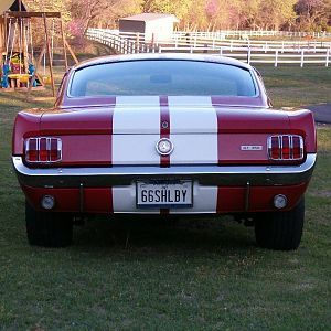 ShelbyRear