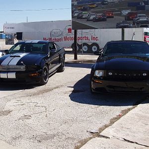 Shelby GT's at Sebring