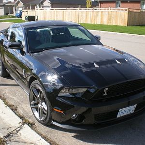 Shelby 2010