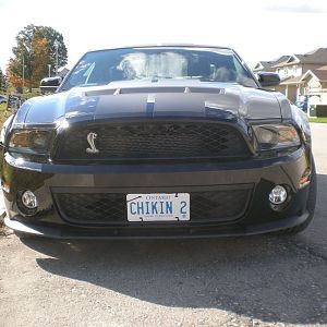 Shelby 2010