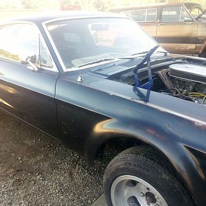 SURVIVOR, 1967 Shelby 500,The first look!